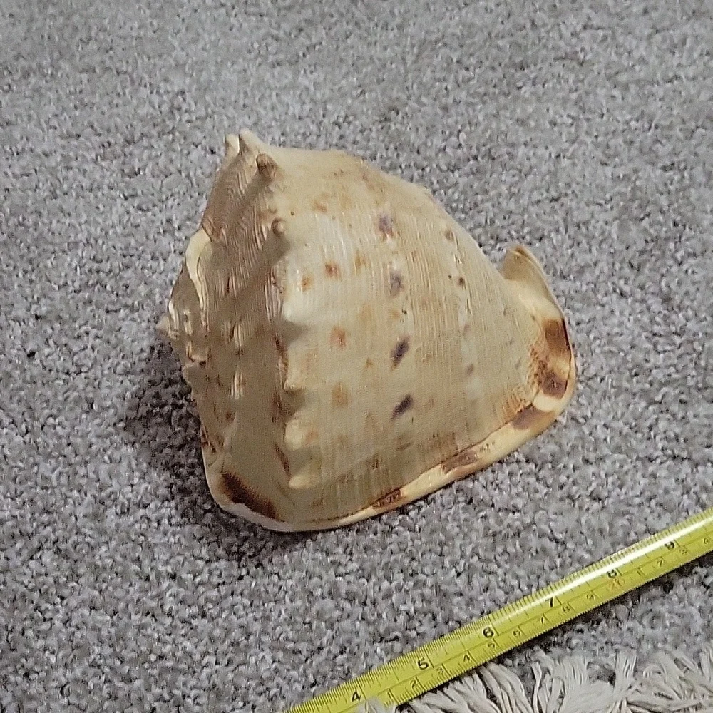 Queen Conch shell - Picture 4 of 8